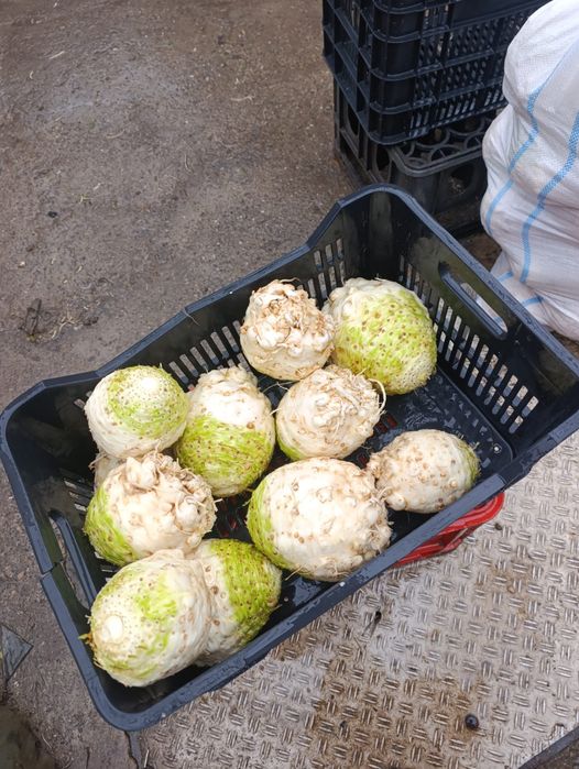 Vând țelină netedă albă la spălare