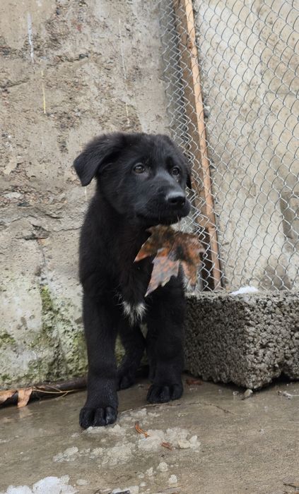 Чистокровные щенки овчарки