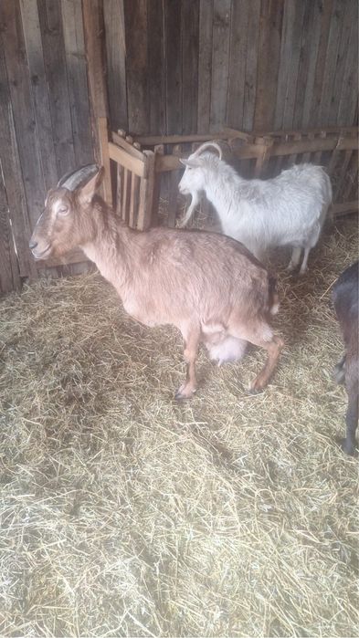 Vand sau schimb capre