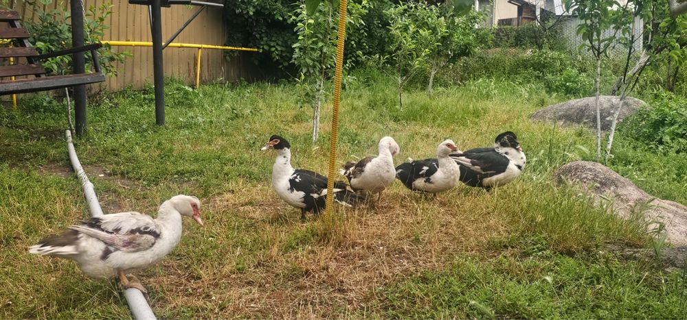 Продам инкубационное  яйцо , мускусных уток