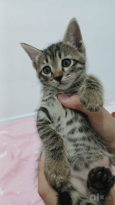 Котята в подарок