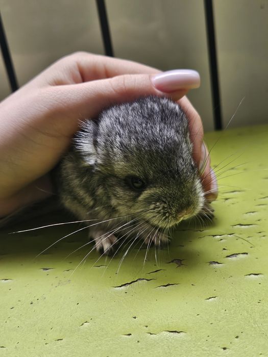 Малышка шиншиллы (стандарт) — открыта бронь только в добрые руки!!!