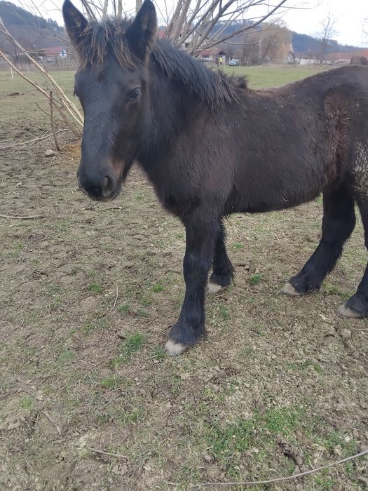 De vanzare 2 manji