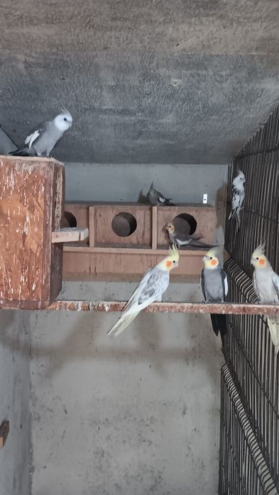 Papagali, canari si porumbei din crescătorie proprie