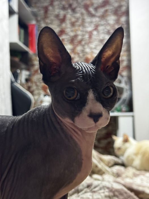 Сфинкс  6 месяцев