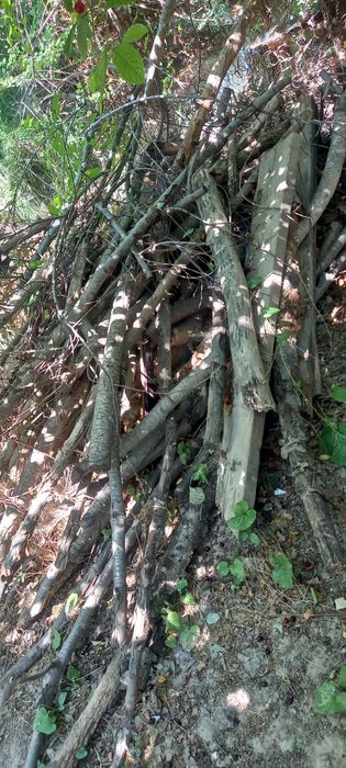 Утин бор сотилади