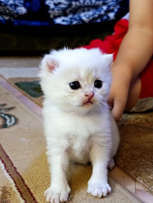 Продам котят Шиншиллят
