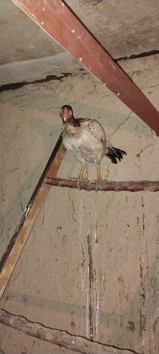 Дакан курица и петух