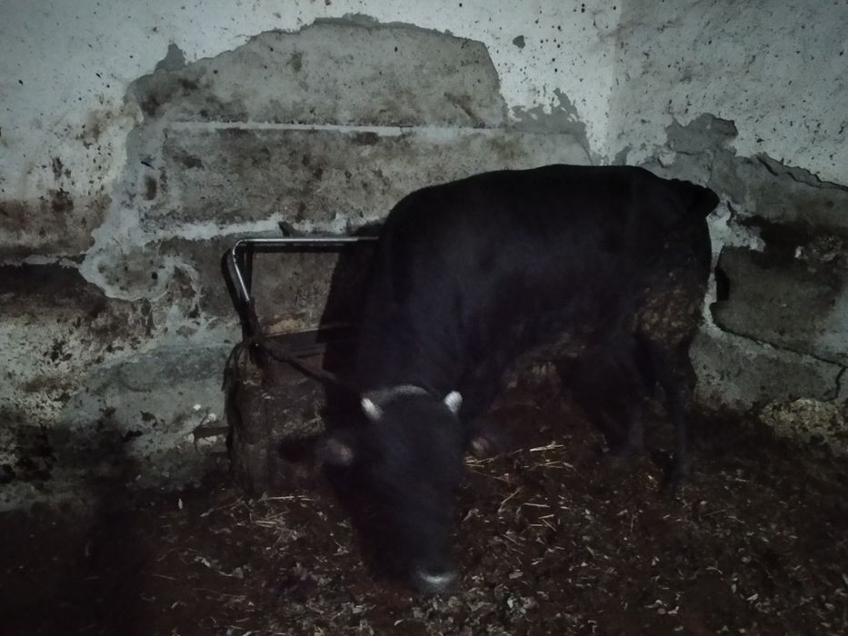 йемланган мол дехкончилик