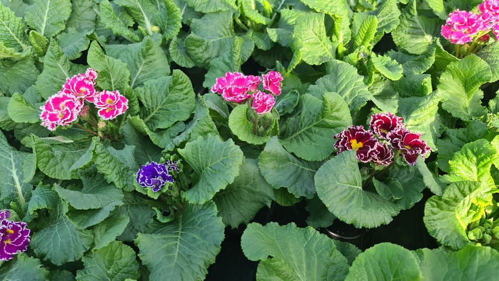 Цветя иглика циклама зюмбюл карамфил виола