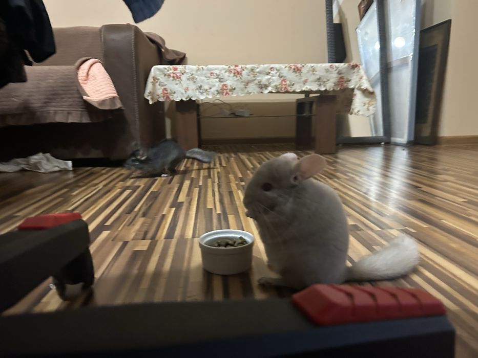 Chincile sinsile varsta 7 luni