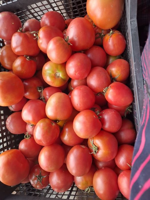 Продам дачные помидоры