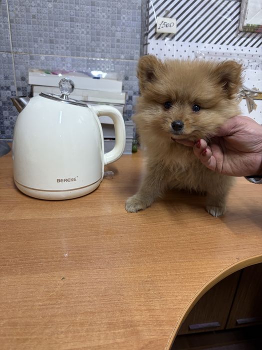 Мальчик шпиц два месяца