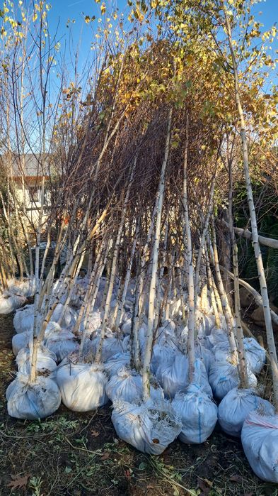 Copaci ornamentali Mesteacăn Tei Platan artar