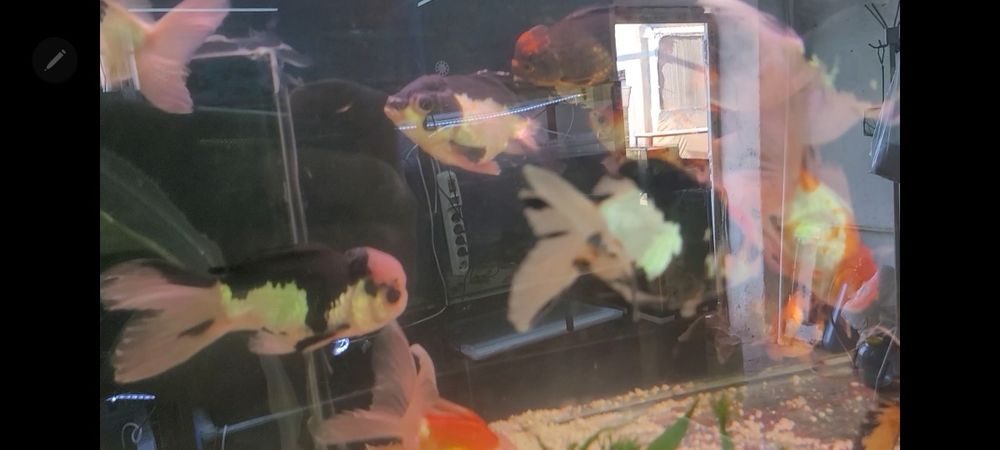 Aranda 3 kolor panda xet red kotta razmerda kopatishga tayyor