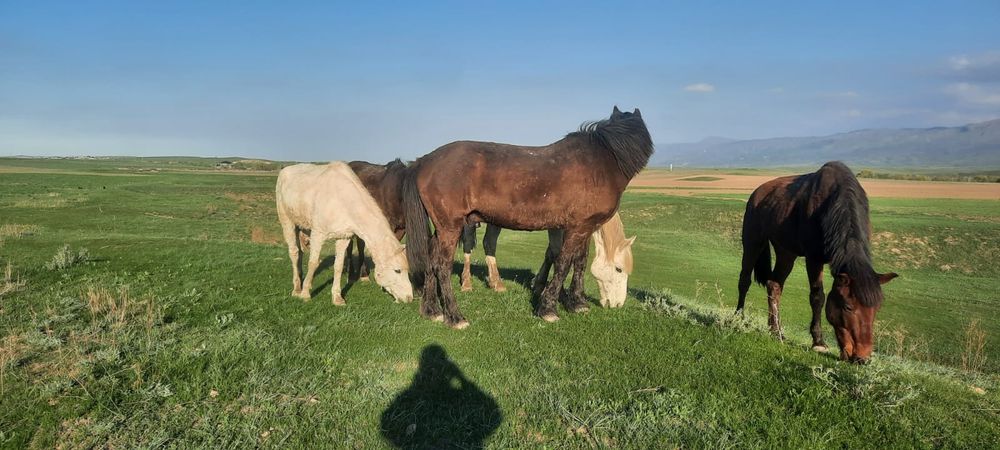 Ассалаумагалейкум пішпе аттар сатылады