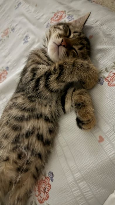 Кошка (котенок)