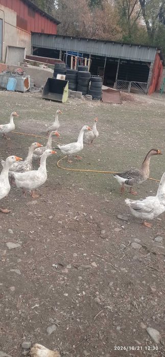 Продам гусей 8 месяцев