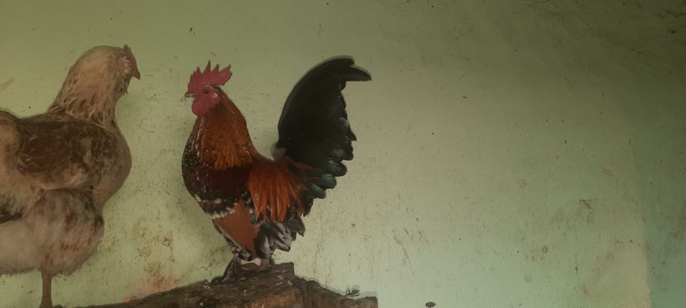 Schimb cocoși  piticii