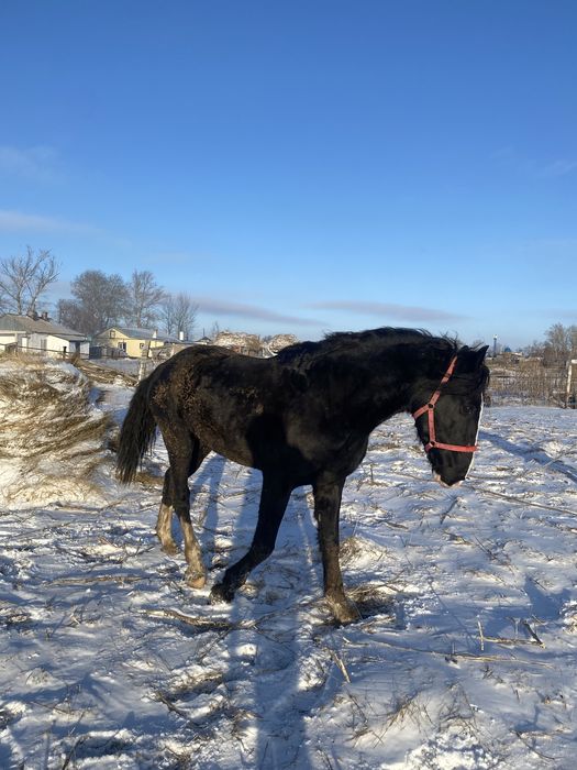 Айгыр, Айғыр , Жеребец