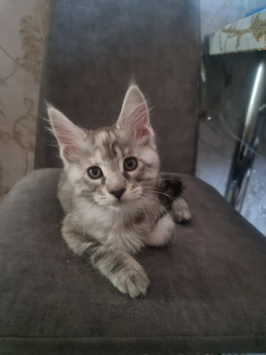 Чистокровные котята Мейн-кун