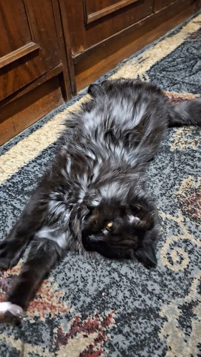 Отдам бесплатно девочку котенка