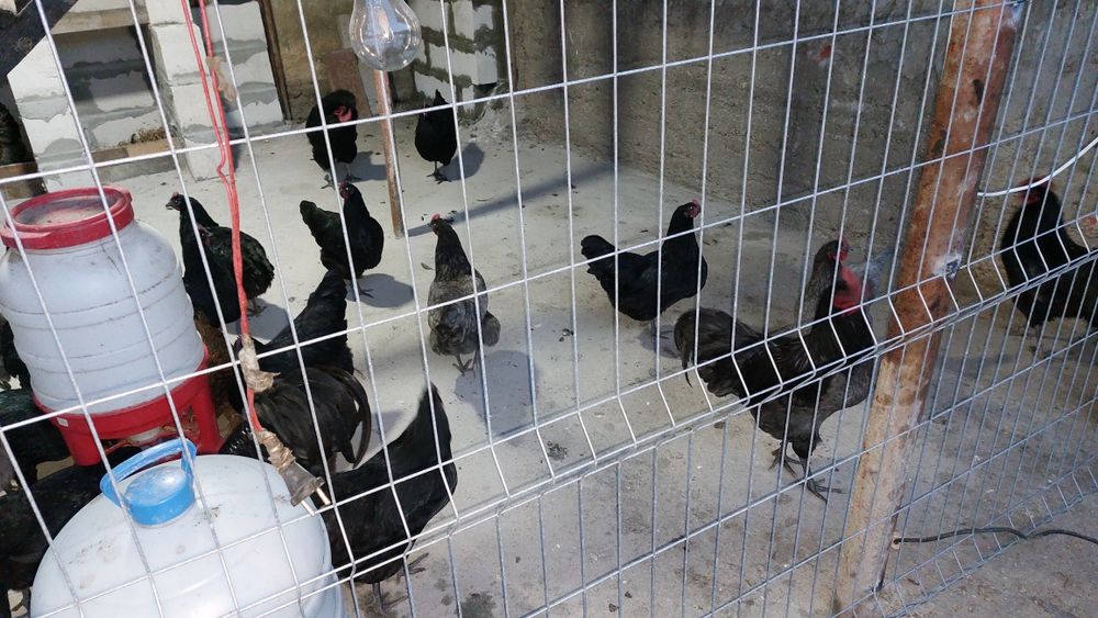 AUSTROLORP!!Cele mai ouatoare gaini din lume.Oua, pui de o zi, gaini