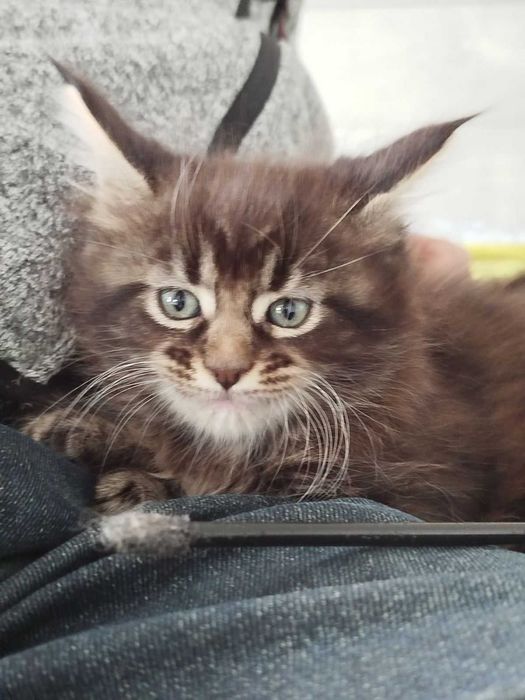 Малки Котенца Мейн Кун