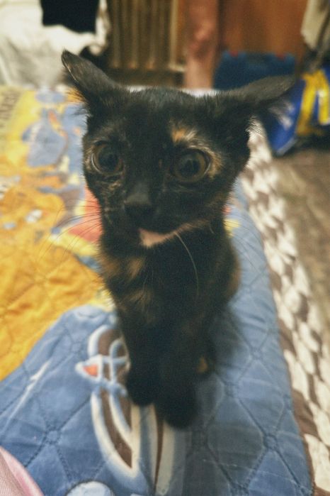 отдам даром котенка