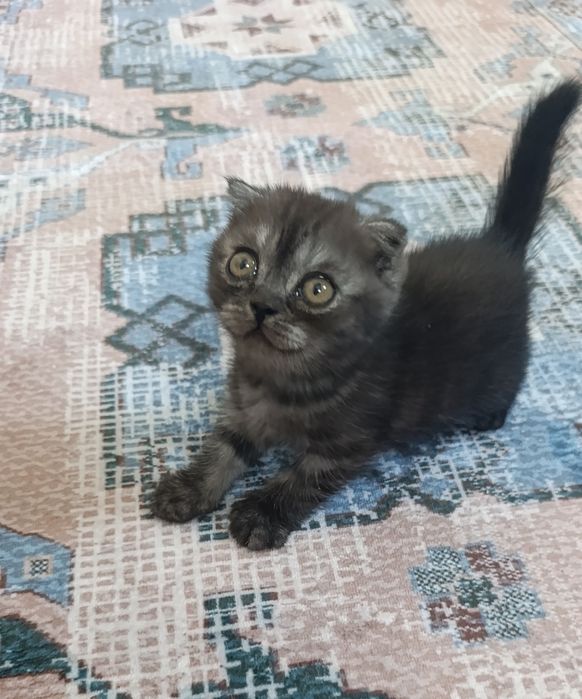 Продаются вислоухие котята!