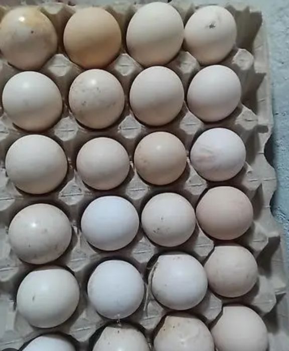 Үндік жұмыртқасы