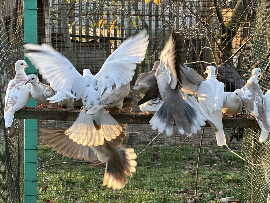 Turturele râzătoare