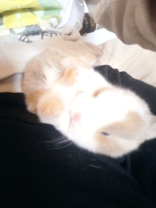 Кролики көжектер