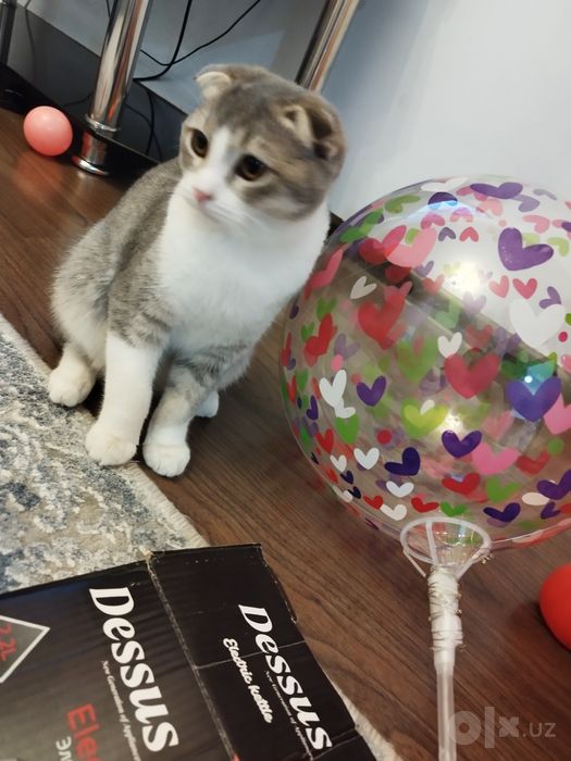Скоттиш фолд киз