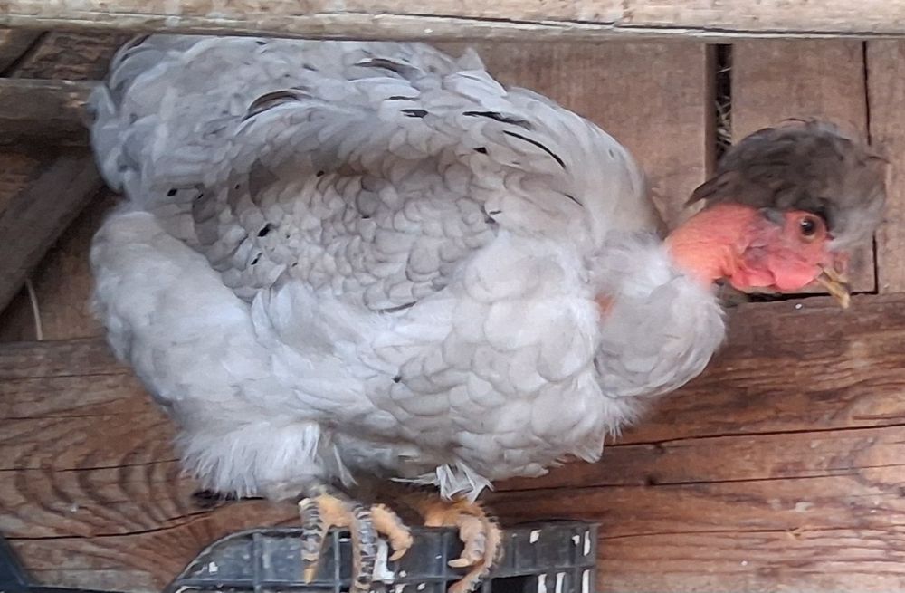 Găini brahma și metis