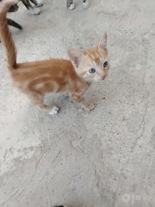 Mushuk bolasi 4 ta bepul