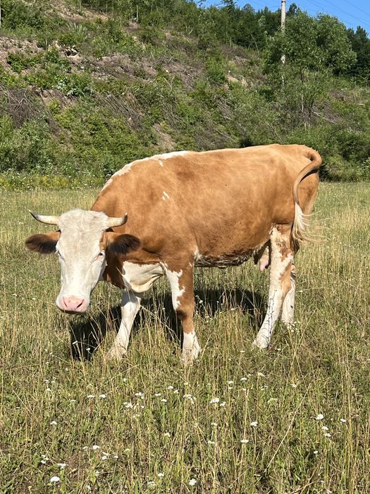 De vânzare juninca de 2 ani deafata