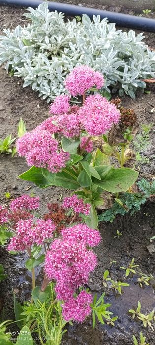 Продам очиток седум