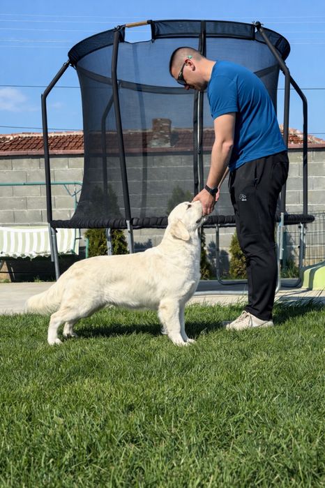 Голдън Ретривър ***FCI***