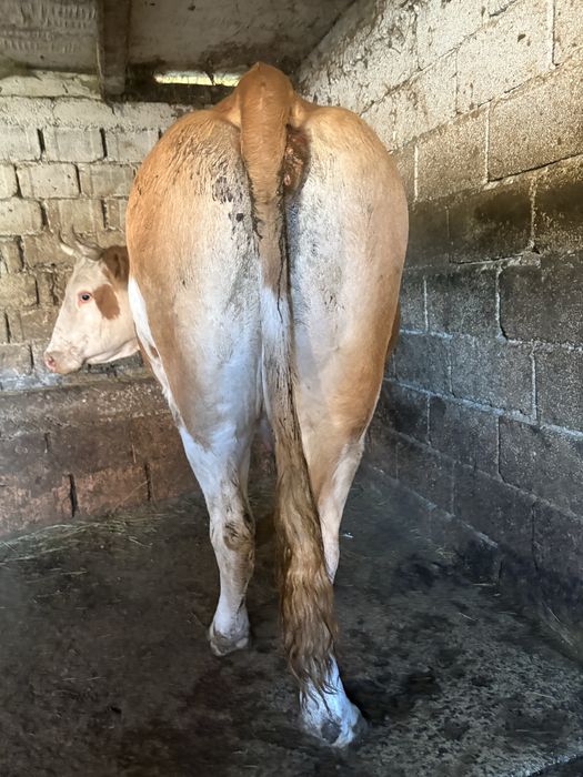 Vand vaca urgent