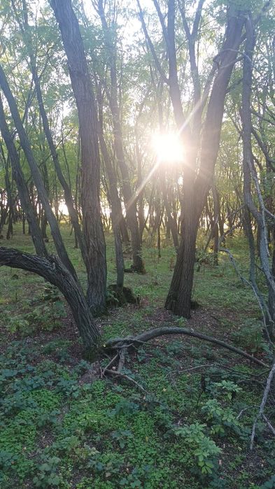 Vând pădure salcâm