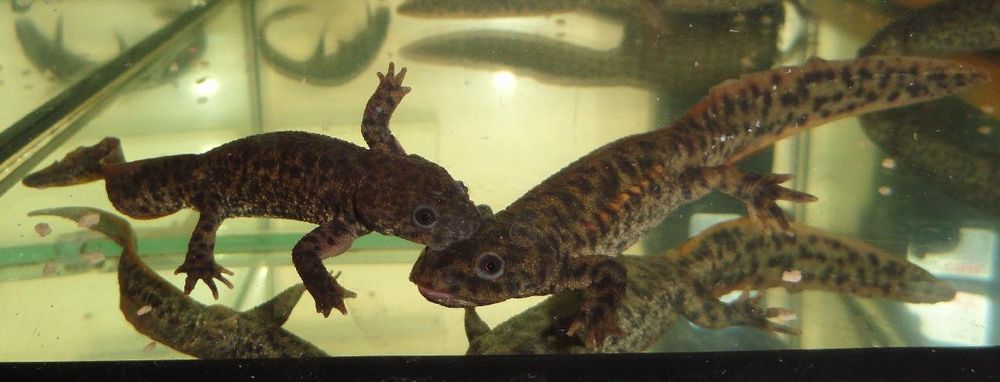 Лягушки и тритоны