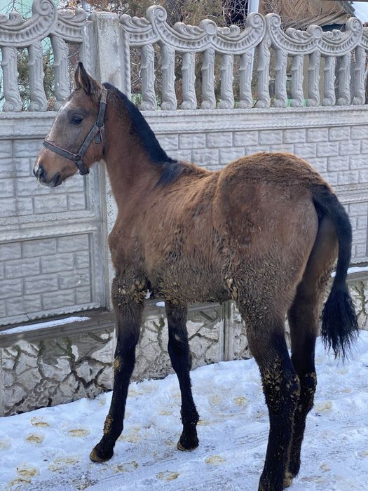 Линиясы зор жабағылар