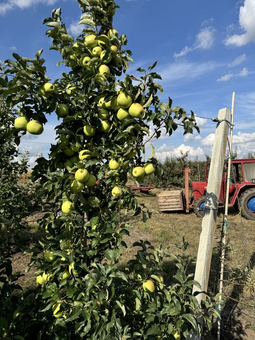Mere de vînzare diferite soiuri