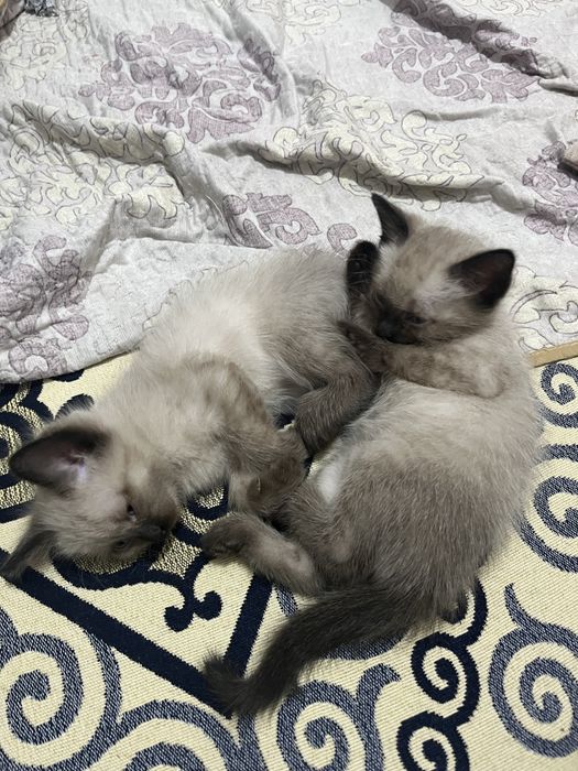 Отдам за хорошие руки