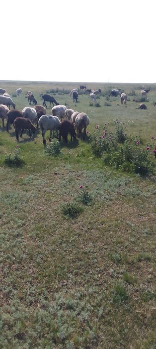 Продам баранов и коз