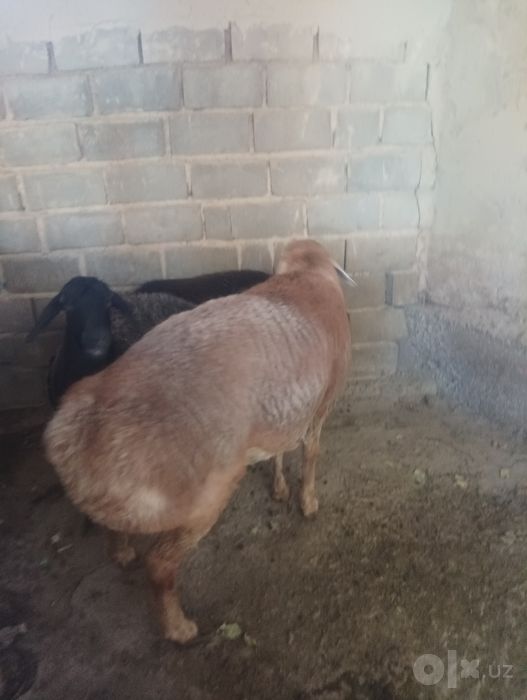 Кучкор Арашан зотдор