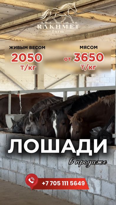 Лошади в продаже!