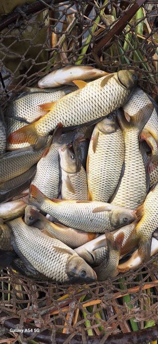 Baliq sazan  tastalof