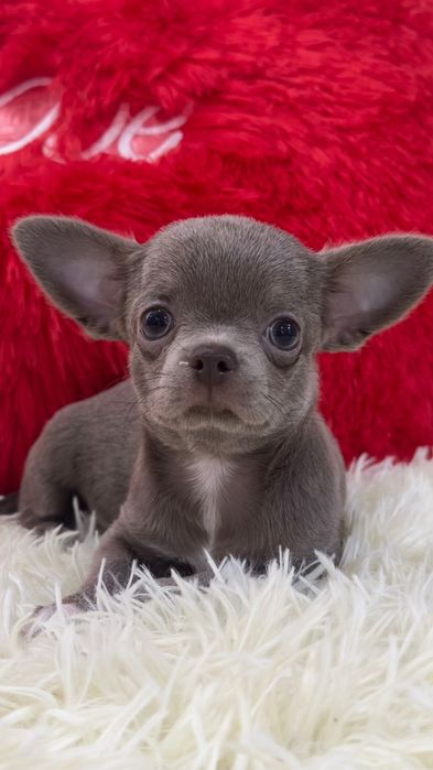 Чихуахуа девочка лиловая